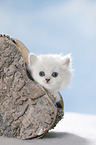 British Shorthait kitten portrait