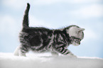 walking British Shorthait kitten