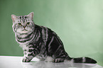 sitting British Shorthair