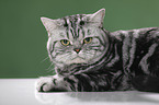lying British Shorthair