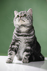 sitting British Shorthair