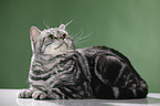lying British Shorthair