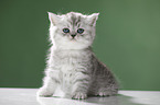 sitting British Shorthait kitten