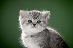 British Shorthait kitten portrait