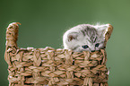 British Shorthait kitten in a basket