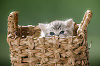 British Shorthait kitten in a basket