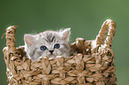 British Shorthait kitten in a basket