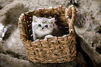 British Shorthait kitten in a basket