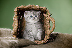 British Shorthait kitten in a basket