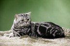 lying British Shorthair