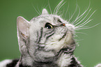 British Shorthair portrait