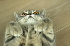 lying British Shorthair
