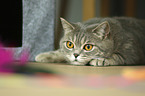 lying British Shorthair