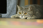 lying British Shorthair