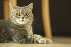 lying British Shorthair