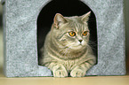 lying British Shorthair