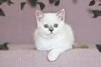 British Shorthair Kitten