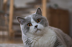 British Shorthair Portrait