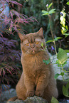 sitting British Shorthair
