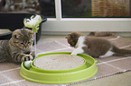 2 British Shorthair