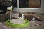 2 British Shorthair