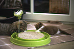 2 British Shorthair
