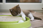 British Shorthair Kitten