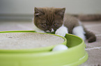 British Shorthair Kitten