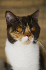 British Shorthair Portrait