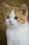 young British Shorthair