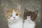2 British Shorthair