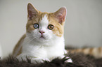 young British Shorthair
