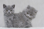 British Shorthair and Highlander Kitten