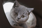 British Shorthair Kitten