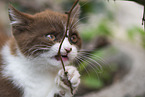 British Shorthair Kitten