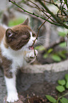 British Shorthair Kitten