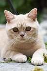 lying British Shorthair