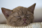 British Shorthair Kitten