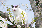 British Shorthair on tree