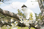 British Shorthair on tree