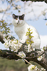 British Shorthair on tree
