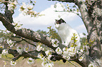 British Shorthair on tree