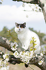 British Shorthair on tree