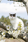 British Shorthair on tree