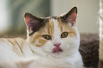 young British Shorthair