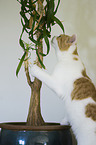 young British Shorthair