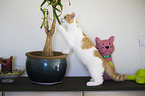 young British Shorthair