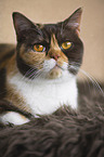 lying British Shorthair