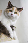 young British Shorthair