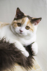 young British Shorthair